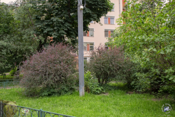 Михайловский парк в Москве. Кустарник