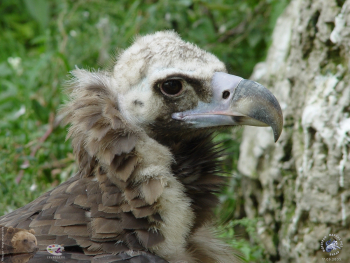 Чёрный гриф (Black Vulture). Фотограф Марина Роз.