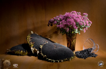 Марина Роз. Седум и семечки. Фото 2007.