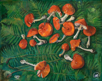 Простые вещи. Живопись. 2012.. Amanita Muscari. Мухомор красный. Холст, масло. 108х87. 2002.
