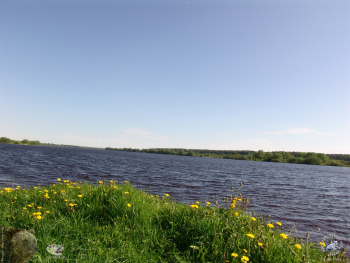 Городня на Волге. Одуванчики на берегу Волги