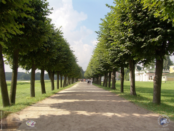 Липовая аллея усадьбы Кусково. Фотограф Марина Роз.