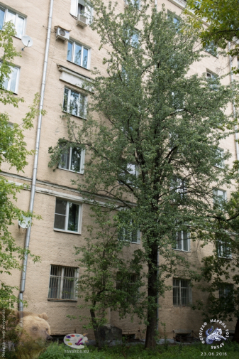 Старая Хавская яблоня из родом СССР. Фотограф Марина Роз.