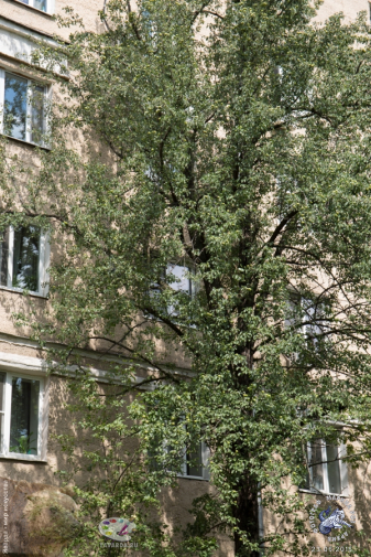Тенистая яблоня на Хавской улице в Москве. Фотограф Марина Роз.