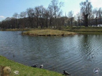 Островок в пруду. Фотограф Марина Роз.