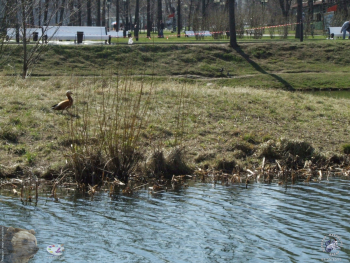 Птица в Екатерининском парке. Фотограф Марина Роз.
