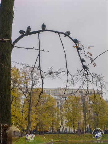 Патриаршие пруды осенью 2003 года. Голуби на ветке у пруда. Фото 14.10.2003.