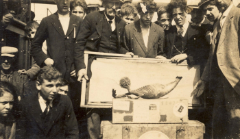 Фиджийская русалка. 1923. Неизвестный фотограф.
