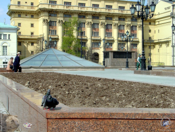 Голуби на Манежной площади. Фотограф Марина Роз.