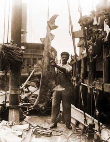 Джерсийский людоед. Рыбак демонстрирует пойманную акулу. 1916 год.