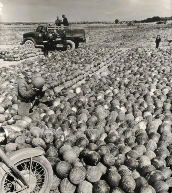 Зельма (Зельманович) Георгий Анатольевич. На бахче. 1950-е. Частная коллекция.
