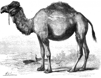 Шарль-Оливье де Пенн. Верблюд. Бумага, гравюра. 1869. Национальная библиотека Франции.