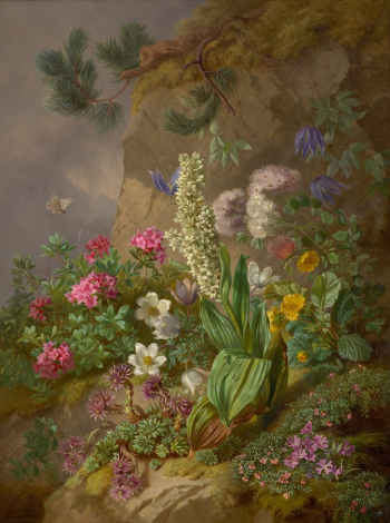 Йозеф (Джозеф) Шустер (1812-1890). Альпийские цветы. Холст, масло. 89,5х68,5. 1876. Галерея Бельведер.