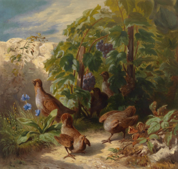 Йозеф (Джозеф) Шустер (1812-1890). Куропатки. Бумага на картоне, масло. 43,5х46,5. 19 век. Частное собрание.