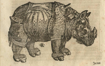 Давид Кандель. Носорог. Бумага, ксилография. 1598. Коллекция Уэллкома.