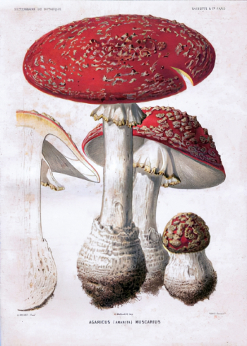 Огюст Фаге. Мухомор красный. Хромолитография. 1891. Частное собрание.