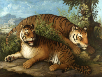 Иоганн Венцель Петер. Бенгальские тигры. Холст, масло. 137х182. До 1829 года. Частная коллекция.