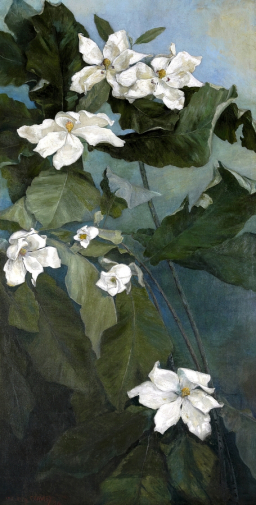Ида Кроули. Магнолия. Холст, масло. 1916. Коллекция Джонсона.
