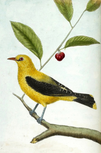 Франсуа-Николя Мартине. Иволга. Бумага, акварель. 1796. Национальная библиотека Франции.