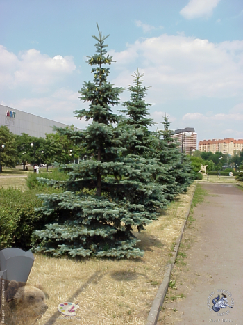 Ряд ёлок парка скульптур `Музеон`. Фотограф Марина Роз.