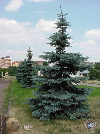 Деревья в саду скульптур `Музеон`. Фотограф Марина Роз.