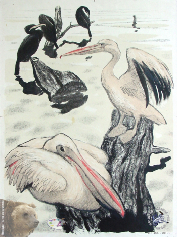 Пеликаны. Серия `Зоопарк`.