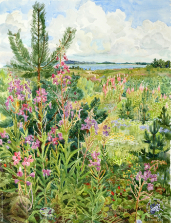 Кипрей в полях