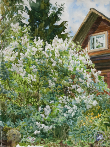 Цветёт белая сирень у соседей, а они её никогда не видели...