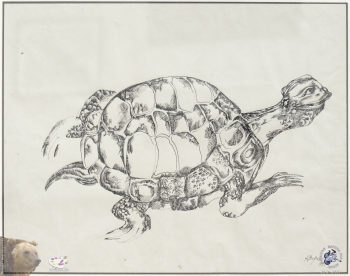 Воронкова Альбина Борисовна. Черепаха. Бумага, тушь, перо. 1991. Авторское собрание.