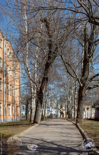 Деревья у приюта. Фотограф Марина Роз.
