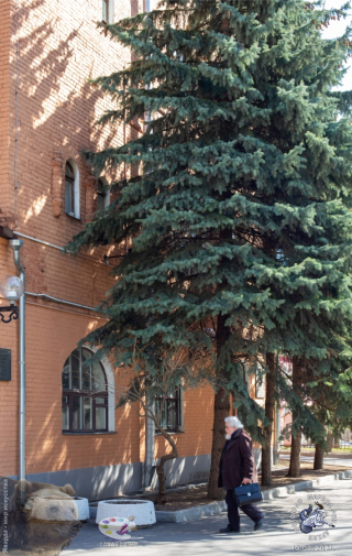 Насаждения у приюта. Фотограф Марина Роз.