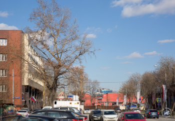 1-й Щипковский. Старое дерево у магазина `Верный`. Фотограф Марина Роз.