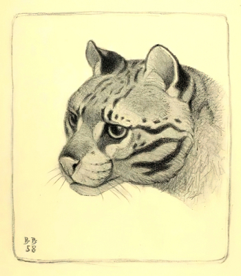 Ватагин Василий Алексеевич. Оцелот. Бумага, литография. 40,2х36. 1958. Государственный музей изобразительных искусств имени А.С.Пушкина.