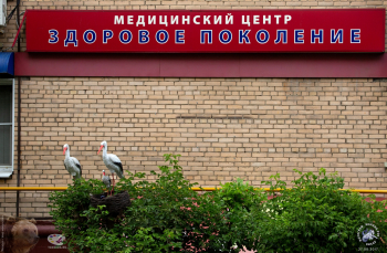Вывеска медицинского центра. Аист, аистиха, аистёнок. Фотограф Марина Роз.