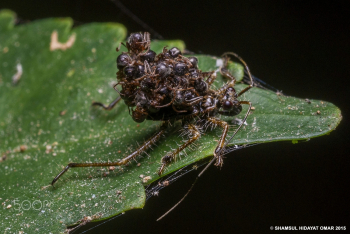 Акантаспис петакс. Акантаспис петакс (Acanthaspis petax)