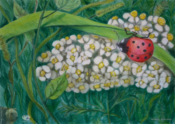 Порозина Марина Валерьевна. Божья коровка. Бумага, цветные карандаши. 29,7х42. 2018. Собрание художницы.