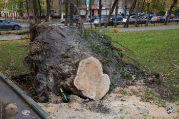 Вывернутые корни распиленного дерева на Шаболовке. Фотограф Марина Роз.