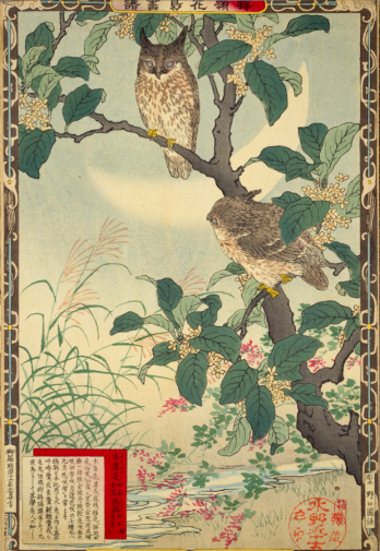 Коно Байрэй. Совы на ветках. Бумага, ксилография. 1883. Национальная парламентская библиотека (Япония).