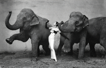 Довима со слонами. 1955. Фотограф Ричард Аведон (Richard Avedon) (1923-2004). Фонд Ричарда Аведона.