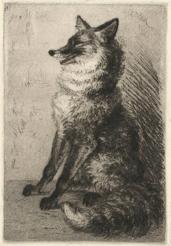 Морозова-Эккерт Елена Георгиевна. Лисица. Бумага, офорт. 19,2х15,1. 1948. Государственный музей изобразительных искусств имени А.С.Пушкина.