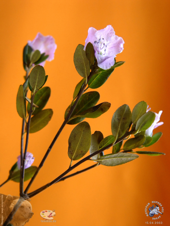 Веточка багульника. Фотограф Марина Роз. Авторское собрание.