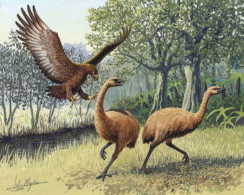 Джон Мегахан. Орёл атакует моа. Иллюстрация. 2004. Журнал `PLOS Biology`.