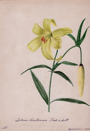 Пищалкин Иван Николаевич. Лилия жёлтая. Бумага, акварель. 22х16. Мичуринский краеведческий музей.