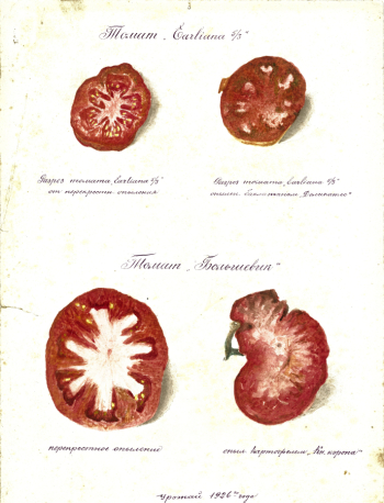 Пищалкин Иван Николаевич. Томаты двух сортов. Бумага, акварель. 1926. Детская художественная школа им. А.М.Герасимова, Мичуринск.