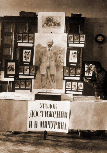 Пищалкин Иван Николаевич оформляет уголок достижений Мичурина в городе Воронеже. 1925 или 1926. Неизвестный фотограф.